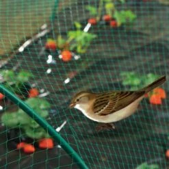 Nortene Filet De Protection Oiseaux "Birdnet" - 2 X 10 M - Vert -Protection Pour Végétaux Soldes 9026233 3